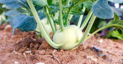 How to Grow Kohlrabi in Your Home Garden - gardenerspath.com - Germany