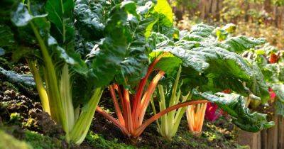 How to Plant and Grow Swiss Chard | Gardener's Path - gardenerspath.com - Switzerland