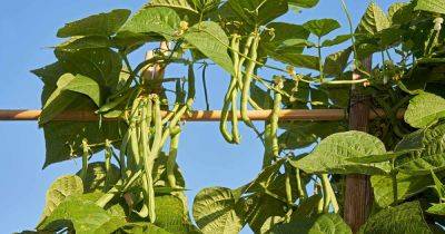 How to Plant and Grow Pole Beans - gardenerspath.com