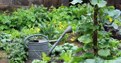 The Best and Worst Cucumber Companion Plants - gardenerspath.com