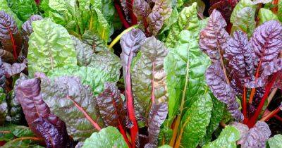 When to Plant Swiss Chard for Autumn Harvests - gardenerspath.com - Switzerland