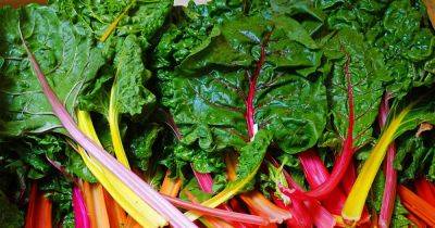 How to Harvest Swiss Chard - gardenerspath.com - Switzerland