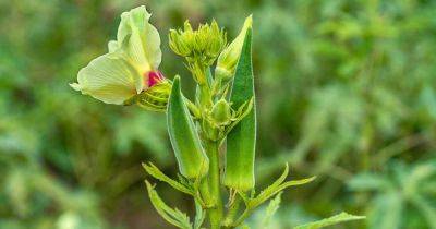 11 of the Best Companion Plants to Grow With Okra - gardenerspath.com