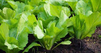 13 of the Best Varieties of Mustard Greens - gardenerspath.com