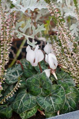 25 best winter plants for pots and container gardens - growingfamily.co.uk