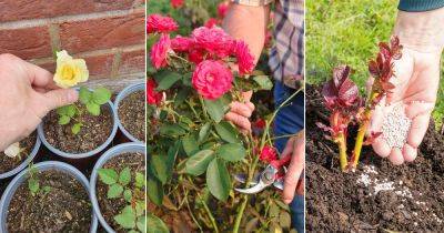 7 Great Tricks to Grow Thornless and Less Prickly Roses - balconygardenweb.com - Britain