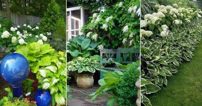 20 Landscaping Ideas with Hydrangeas and Hostas - balconygardenweb.com