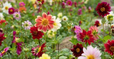 How to Propagate Dahlias from Seed - gardenerspath.com