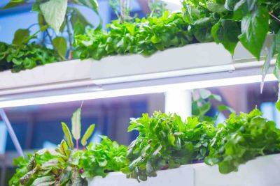 How to build a rooftop hydroponic garden - growingfamily.co.uk