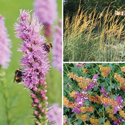 The Best Plants for Areas with Extreme Heat - finegardening.com - Usa - Canada - state Oklahoma