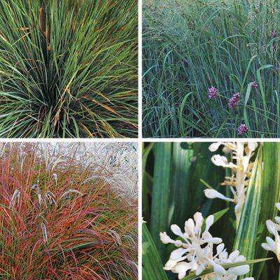 The Best Ornamental Grasses for Every Season - finegardening.com - Mexico - New Zealand - Argentina - state Texas - state New Mexico