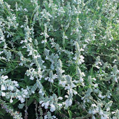 ‘White flame’ is a Hardy Salvia with Serious Flower Power - finegardening.com - state Tennessee - county Garden