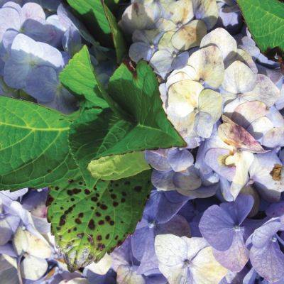 What’s Wrong With My Hydrangea? Recognize and Treat Common Diseases - finegardening.com