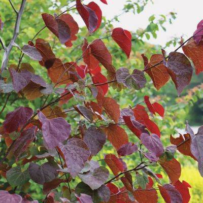 Midnight Express’ Eastern Redbud is a Tree with Four-Season Appeal - finegardening.com