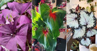 10 Indoor Plants That Change Color - balconygardenweb.com