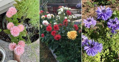 10 Flowers That Look Like Zinnias - balconygardenweb.com