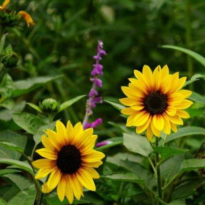 Everything About Caring for Sunflowers - gardencentreguide.co.uk