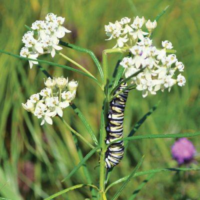 Native Plants for Summer Interest in the Midwest - finegardening.com - Usa - Canada