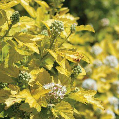 Native Plants for Summer Interest in the Northeast - finegardening.com