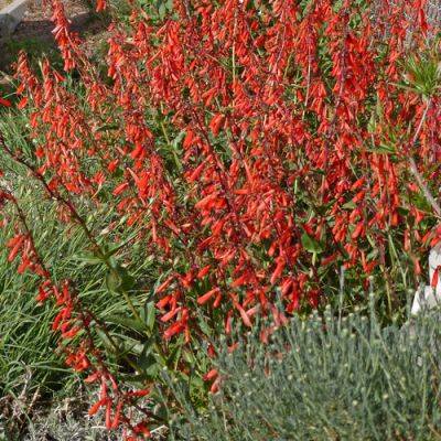 Native Plants for Summer Interest in the Mountain West - finegardening.com - Usa - Britain