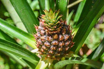 Do Pineapples Grow on Trees? - treehugger.com - Usa - Britain - Spain - state Hawaii