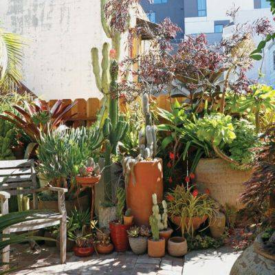 How to Create an Urban Jungle with Containers: Expert Tips and Ideas - finegardening.com - San Francisco