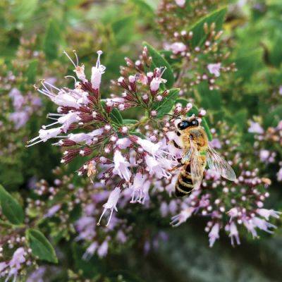 Native Plants for Summer Interest in the Mid-Atlantic - finegardening.com - Usa - state New Jersey