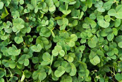 How to Plant a Clover Lawn - treehugger.com - state Oregon