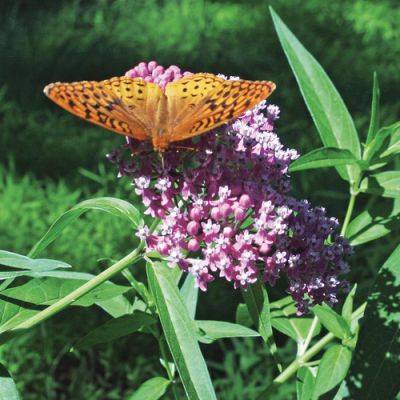 Native Plants for Summer Interest in the Southeast - finegardening.com - Usa