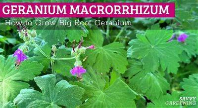 Geranium macrorrhizum: How to grow perennial big root geranium - savvygardening.com