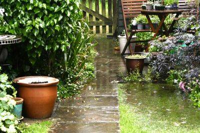 Here’s What Happens to Your Garden When It Rains - thespruce.com