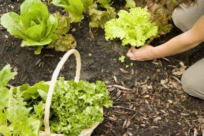 What Happens to Your Veggie Garden When You Forget to Fertilize? - thespruce.com