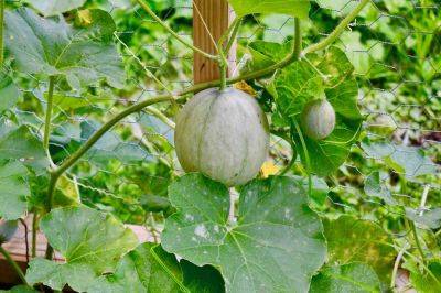 Melon Hammocks Can Save Your Harvest from Rotting, a Gardener Says - thespruce.com