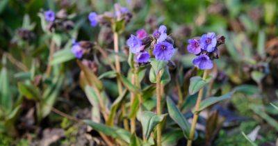 How to Grow Lungwort (Pulmonaria) - gardenersworld.com