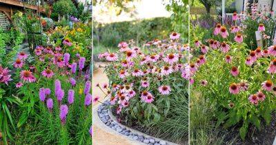 19 Best Coneflower Landscaping Ideas - balconygardenweb.com - Russia