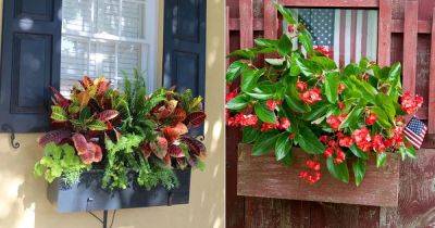 17 Best Warm Tone Plants For Window Boxes - balconygardenweb.com