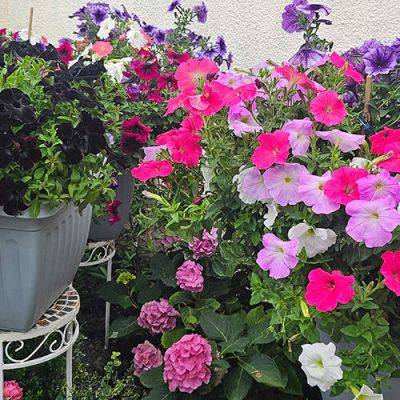 A Profusion of Petunias in Althea’s Garden - finegardening.com