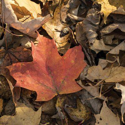 3 Ways Fallen Leaves Can Improve Your Garden - finegardening.com