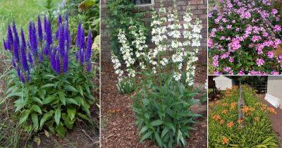 20 Perennials that Bloom Multiple Times a Year - balconygardenweb.com - Greece