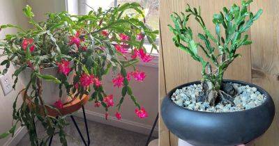 13 Christmas Cactus Facts You Didn’t Know - balconygardenweb.com - Brazil