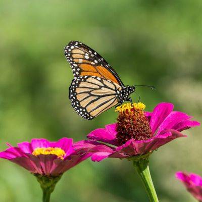 How to Create a Butterfly Garden - gardencentreguide.co.uk