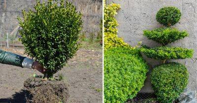 What to Do With Overgrown Boxwood? 8 Ideas - balconygardenweb.com