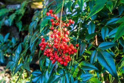 Just Try To Kill Nandina - southernliving.com - Japan - Antarctica - state Delaware