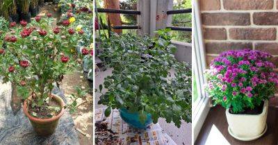 What to Do If Mums Not Blooming to Boost Flowering: 6 Tricks - balconygardenweb.com