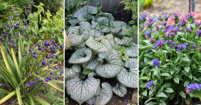 9 Full Sun Hosta Alternatives - balconygardenweb.com - Usa - Mexico - New Zealand