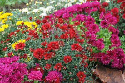 Are Mums Annuals Or Perennials? - southernliving.com