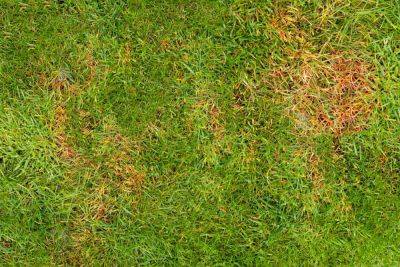 Should You Use Fungicide On Your Lawn? A Turfgrass Specialist Explains - southernliving.com - Georgia