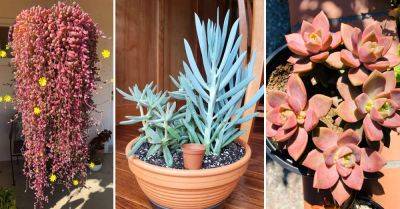 8 Beautiful Succulents for Fall and Winter Color - balconygardenweb.com