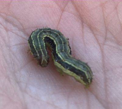 Have Armyworms Decimated Your Lawn? - hgic.clemson.edu - state Texas - state Florida