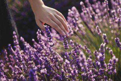 Gardening Tips: Pruning Lavender - gardenadvice.co.uk